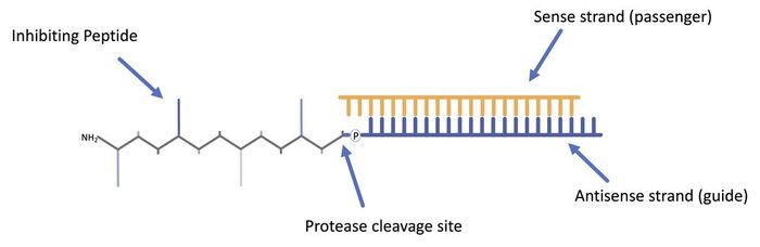 peptide-siRNA prodrug design