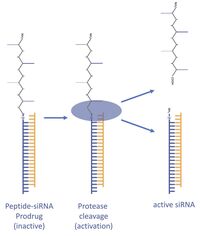 peptide-siRNA activation